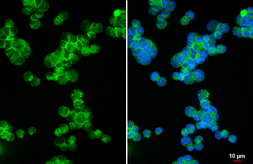 Anti-CD22 antibody [HL5599] used in Immunocytochemistry/ Immunofluorescence (ICC/IF). GTX646281